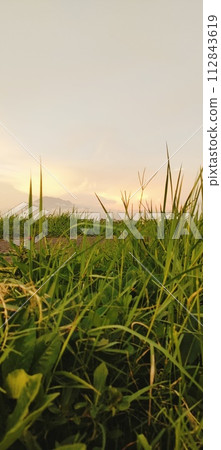 Rural roads are full of grass and quiet in the afternoon 112843619