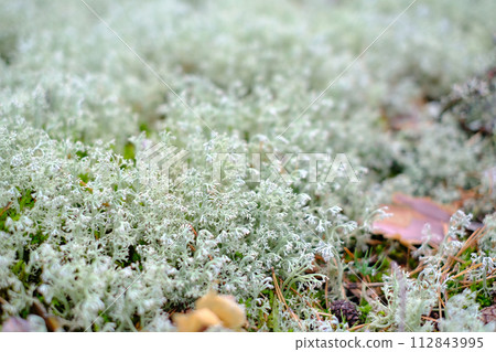 Close-up of a pristine white flower bud about to bloom. Ideal for spring or nature concepts 112843995