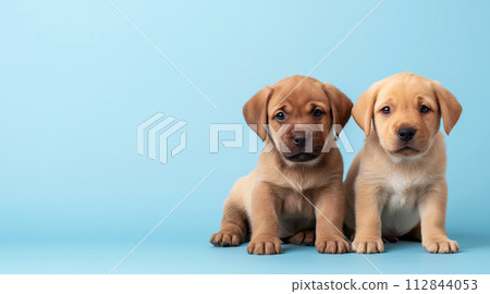 Puppy, animals, dogs 112844053