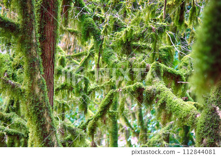 Famous Boxwood Colchis (Buxus colchica) subtropical evergreen Famous Boxwood Colchis (Buxus colchica) subtropical evergreen 112844081