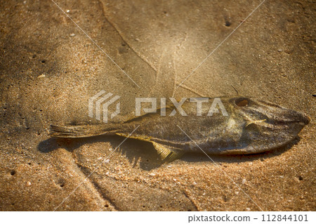 Fish - dead triggerfish on seashore 112844101