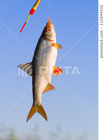 angling roach fish on a fishing pole 112844102