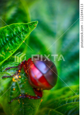 Rhinoceros beetle in India Rhinoceros beetle in India 112844113