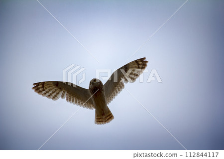 Short-eared owl (marsh owl, Asio flammeus) flies over nest Short-eared owl (marsh owl, Asio flammeus) flies over nest 112844117