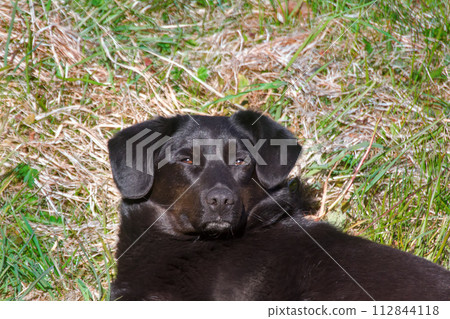 Mongrel dog sleeping on green grass. Mongrel dog sleeping on green grass. 112844118