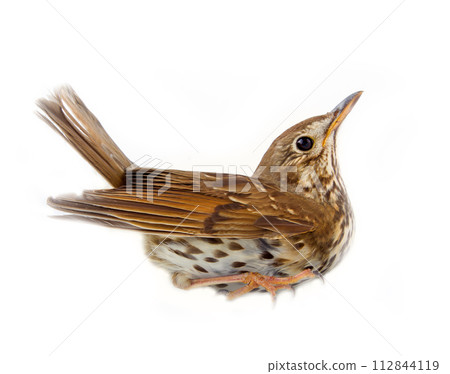 Mavis (song thrush, Turdus philomelos) on withe Mavis (song thrush, Turdus philomelos) on withe 112844119