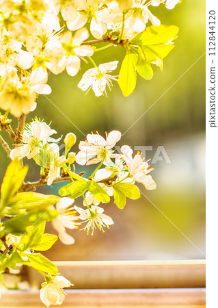 spring Apple orchard spring Apple orchard 112844120