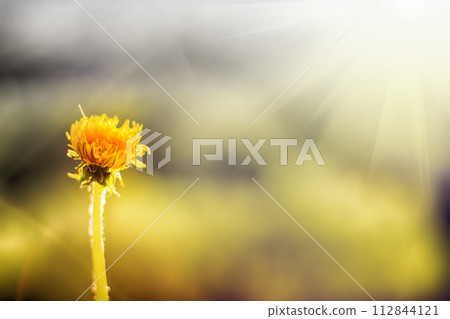 dandelion glows in rays of sun dandelion glows in rays of sun 112844121
