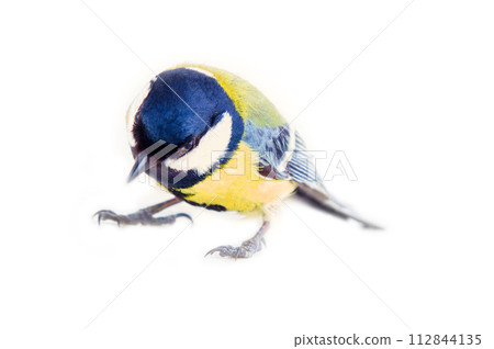 Great tit favorite bird in Europe on white background Great tit favorite bird in Europe on white background 112844135