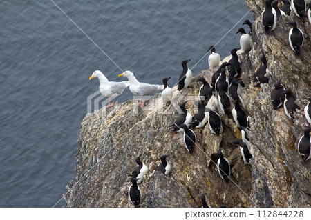 Rookery on rocks in Novaya Zemlya archipelago. Thick-billed murres and Glaucous gulls Rookery on rocks in Novaya Zemlya archipelago. Thick-billed murres and Glaucous gulls 112844228