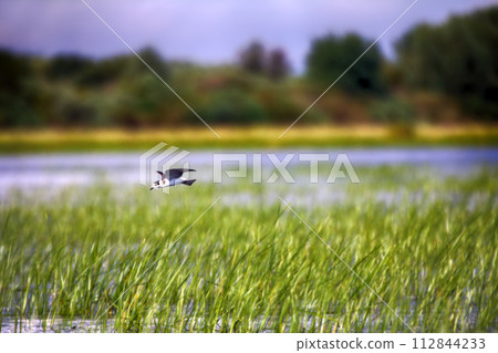 Black tern (Chlidonias nigra, young) Black tern (Chlidonias nigra, young) 112844233