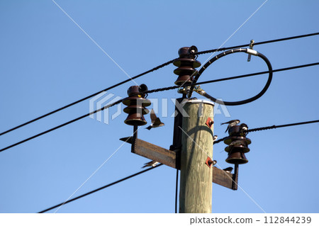 House Martins on wires 112844239