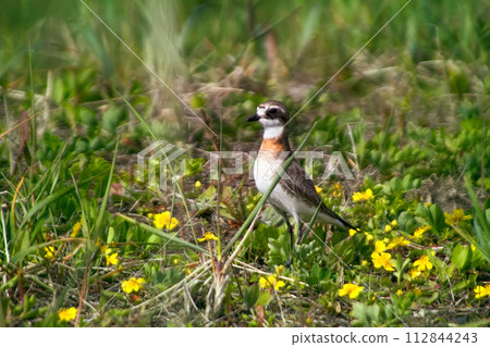 Mongolian Plover on field of pleasant meadow Mongolian Plover on field of pleasant meadow 112844243