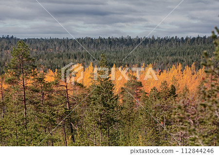 autumn forest 112844246