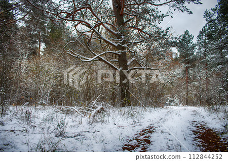 Forest roads and trails in beginning of winter 112844252