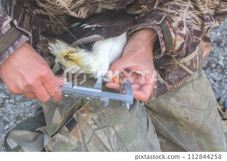 Field scientific research. Ornithology 112844258