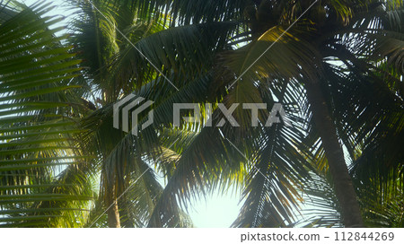 Coconut trees in winter. Coconut trees in winter. 112844269