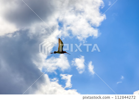 Amazing bird black-tailed Godwit Amazing bird black-tailed Godwit 112844272