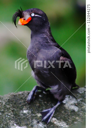 the Crested Auklet 112844275