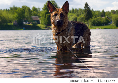 dog swims in river 112844276