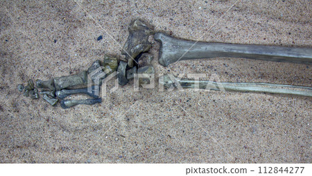 Skeleton (leg) of young warrior 112844277