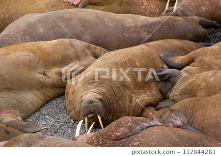 Life Atlantic walruses at haul out sites is (at most) of sleep and small conflicts with neighbors Life Atlantic walruses at haul out sites is (at most) of sleep and small conflicts with neighbors 112844281