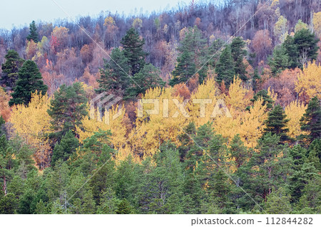 autumn forest autumn forest 112844282