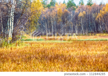 autumn forest and bog, forest skirt 112844285
