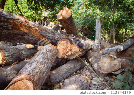 Felling of deciduous forests in dry subtropics 112844379