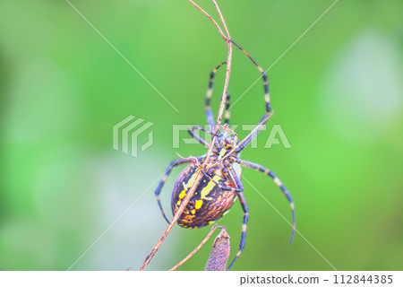 Dangerous animals. Beautiful striped spider crawls on blade of grass Dangerous animals. Beautiful striped spider crawls on blade of grass 112844385