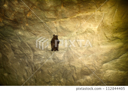 Bats as inhabitants of caves and dungeons. 112844405