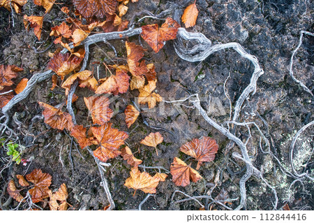 Plants Death, deforestation. Plants Death, deforestation. 112844416