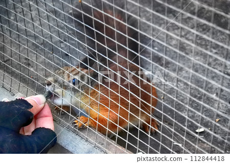 fluffy squirrel in cage of zoo. fluffy squirrel in cage of zoo. 112844418