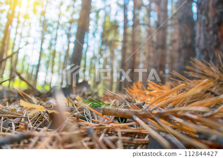 Pine forest, morning 112844427