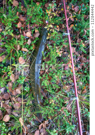 pike fishing big Northern fish pike fishing big Northern fish 112844442