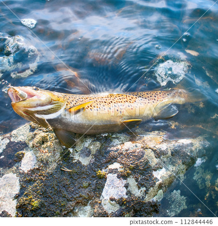Spinning fishing (lure fishing) trout in lakes of Scandinavia. Spinning fishing (lure fishing) trout in lakes of Scandinavia. 112844446