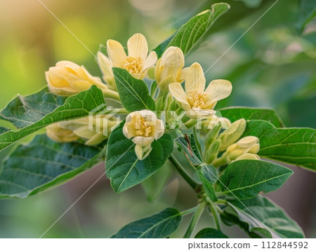 Ashwagandha is a herbal supplement derived from the root of the Withania somnifera plant Ashwagandha is a herbal supplement derived from the root of the Withania somnifera plant 112844592