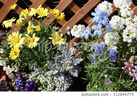Spring flower group planting & group pot 112844773