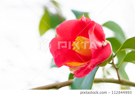 Flowers around the house - beautiful flowers that withstood the cold wind and bloomed throughout the four seasons. 112844993
