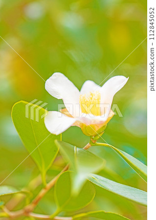 Flowers around the house - beautiful flowers that withstood the cold wind and bloomed throughout the four seasons. Flowers around the house - beautiful flowers that withstood the cold wind and bloomed throughout the four seasons. 112845052