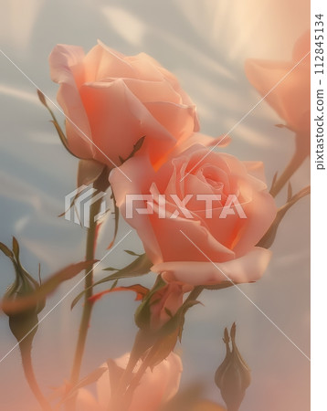 Pink roses for digital art, abstract artwork, abstract photography 112845134