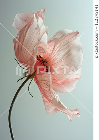 Pink flower hanging over a light background Pink flower hanging over a light background 112845141
