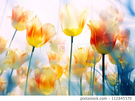Spring tulips in the park with transparent over sky 112845370