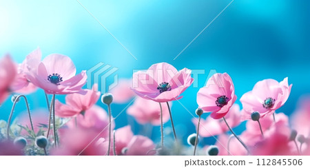 Pink beautiful Anemone flower against blue sky, banner Pink beautiful Anemone flower against blue sky, banner 112845506