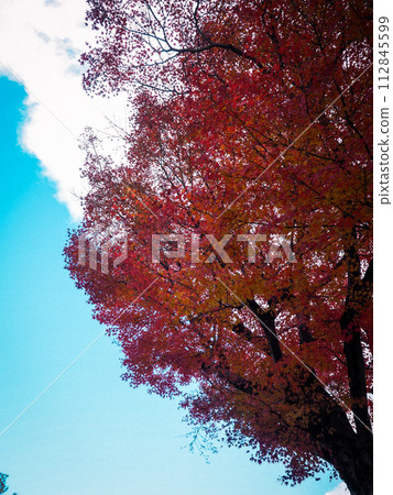 Landscape with autumn leaves 112845599