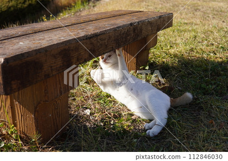 Cute facial expressions and body movements of a cat playing absorbedly Cute facial expressions and body movements of a cat playing absorbedly 112846030