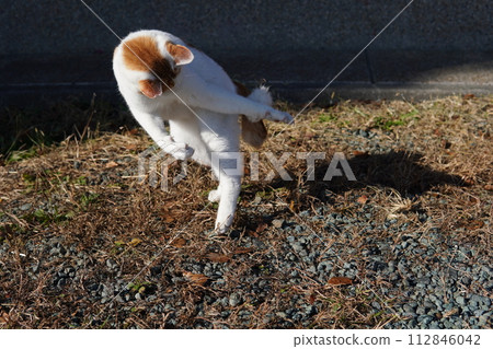 Cute facial expressions and body movements of a cat playing absorbedly Cute facial expressions and body movements of a cat playing absorbedly 112846042