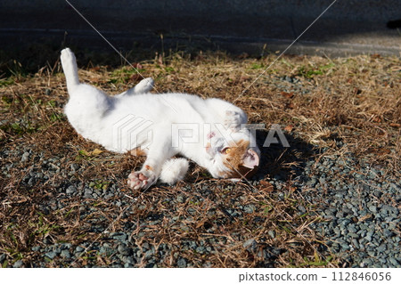 Cute facial expressions and body movements of a cat playing absorbedly Cute facial expressions and body movements of a cat playing absorbedly 112846056
