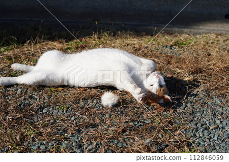Cute facial expressions and body movements of a cat playing absorbedly Cute facial expressions and body movements of a cat playing absorbedly 112846059