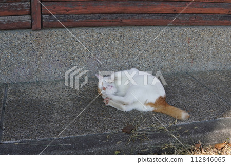 Cute facial expressions and body movements of a cat playing absorbedly Cute facial expressions and body movements of a cat playing absorbedly 112846065